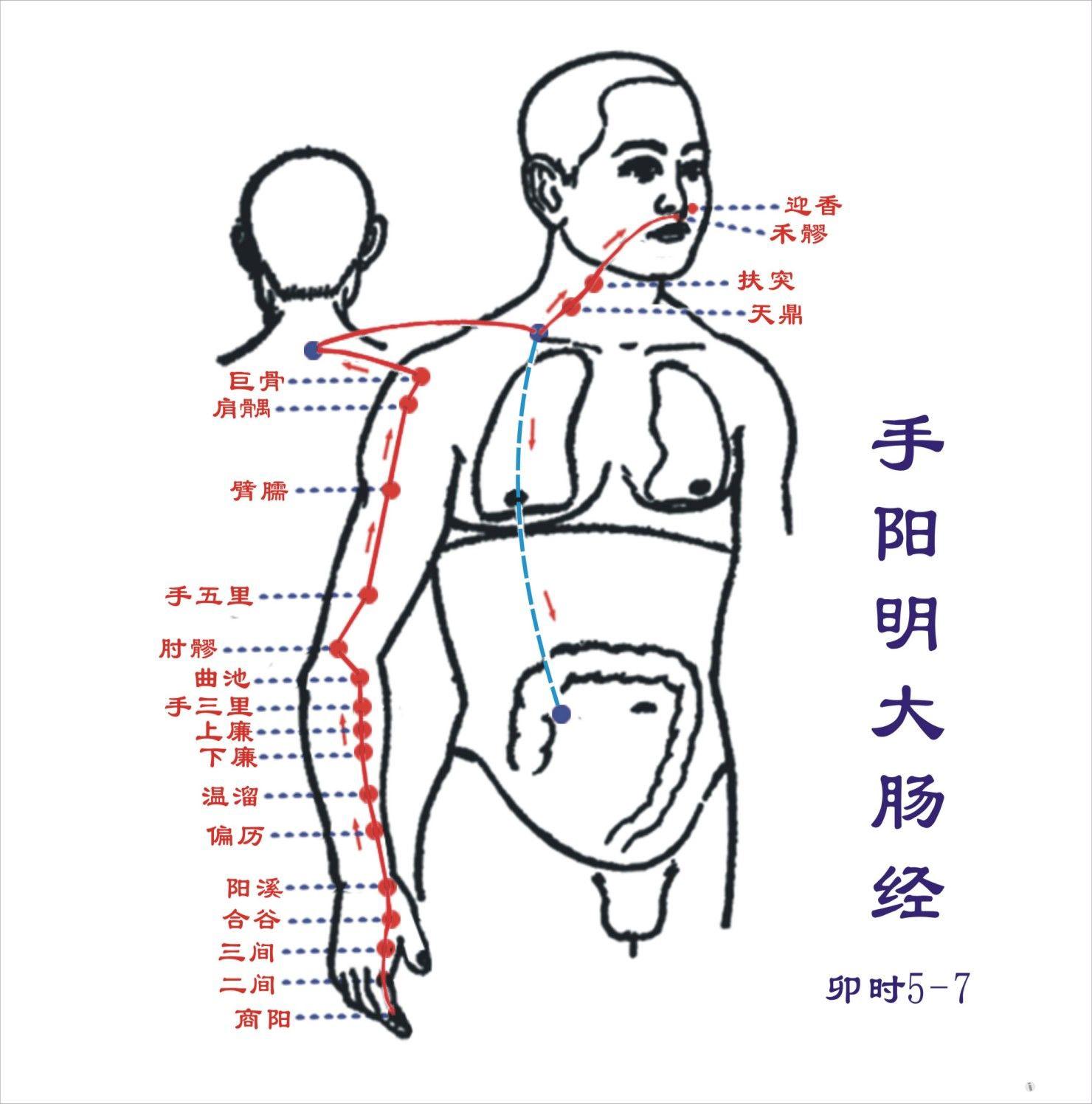 12经络走向详解希望对初学者有用