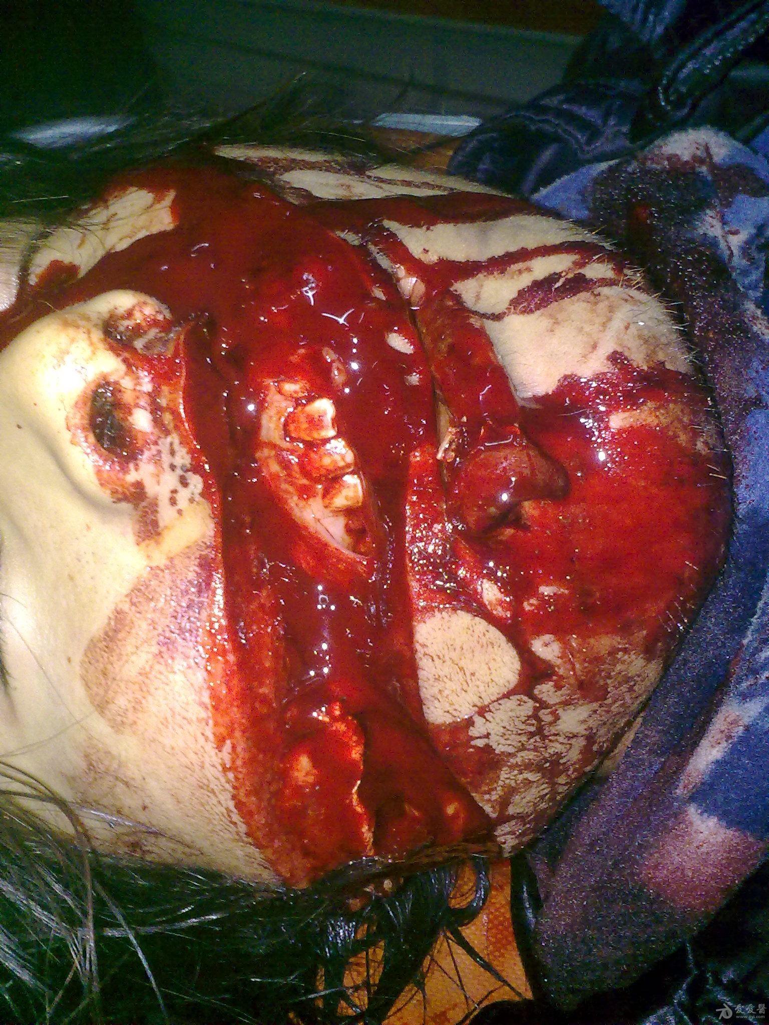 面部缺损图片血腥不喜勿进