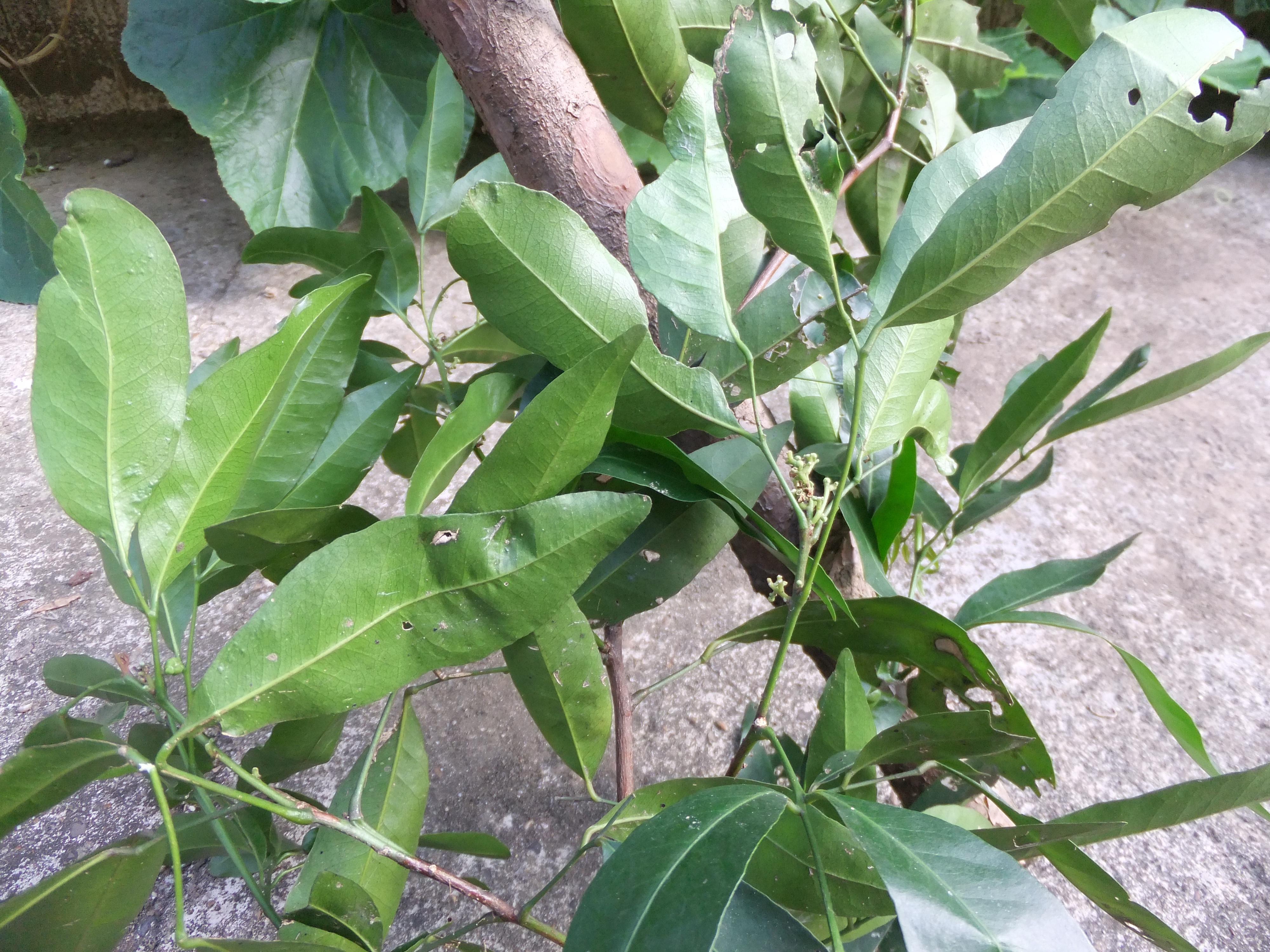 民间草医得的两种治皮肤病的药就是没懂药名