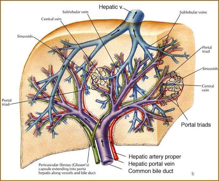 肝门部解剖图图片