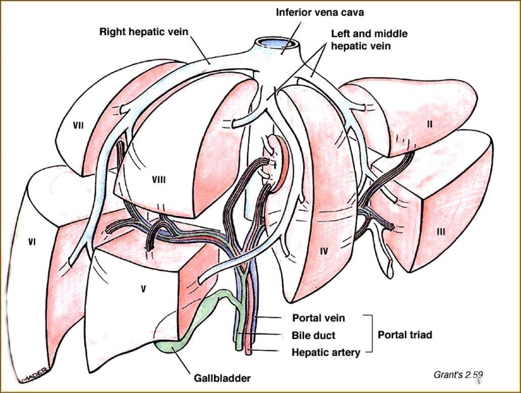 肝门解剖结构图图片