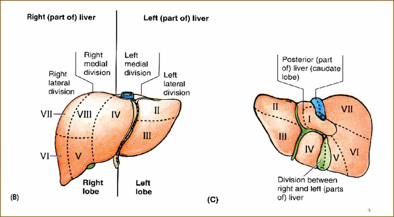 肝脏五叶八段解剖图图片