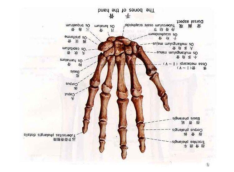 右手骨骼结构图图片