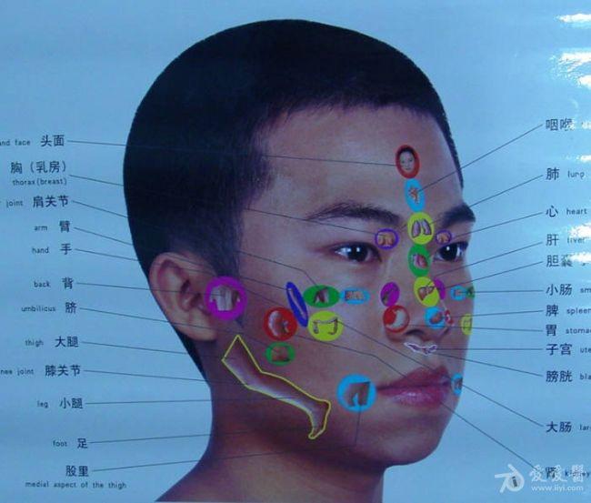 面部穴位所对应人体各器官