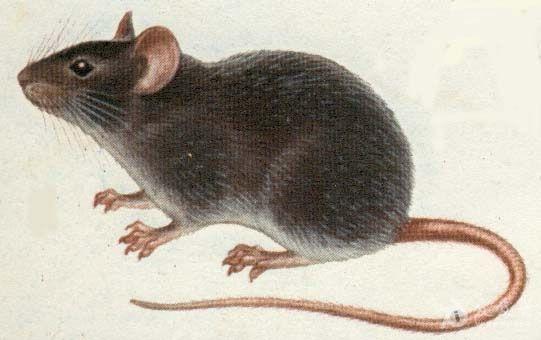 pco专题鼠类专题