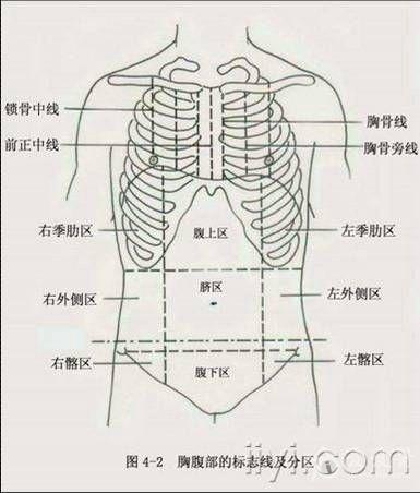 胸腹部位划分图图片