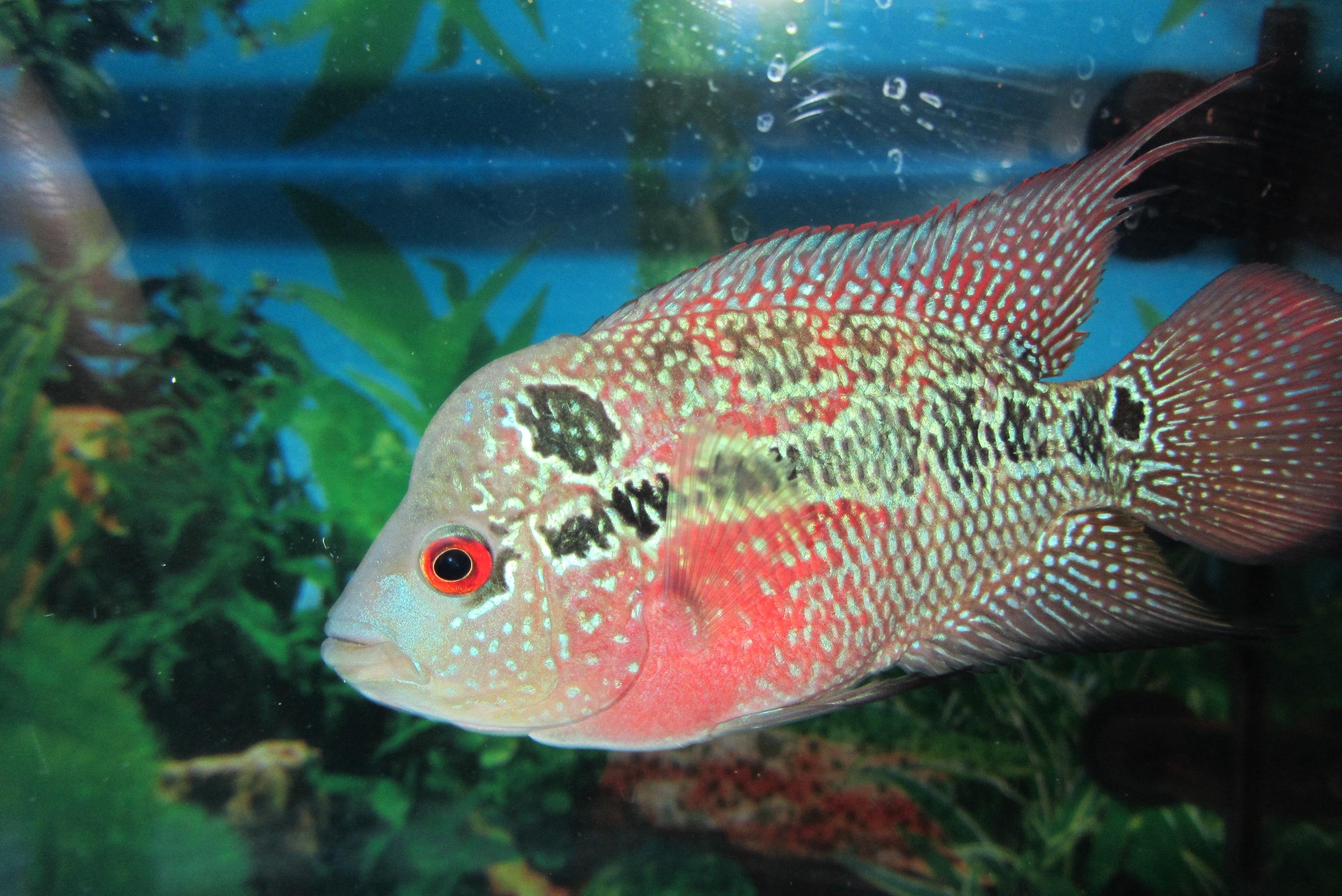 我爱花爱鱼更爱摄影