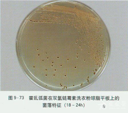 微生物图谱之弧菌科