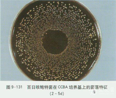 微生物图谱之g小杆菌