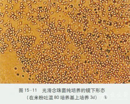 微生物图谱之浅部真菌