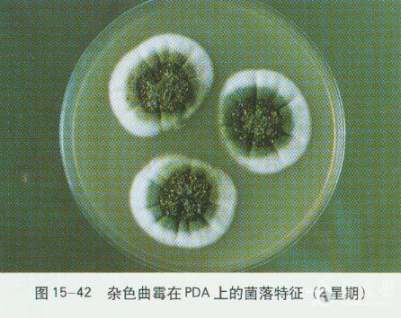 微生物图谱之浅部真菌