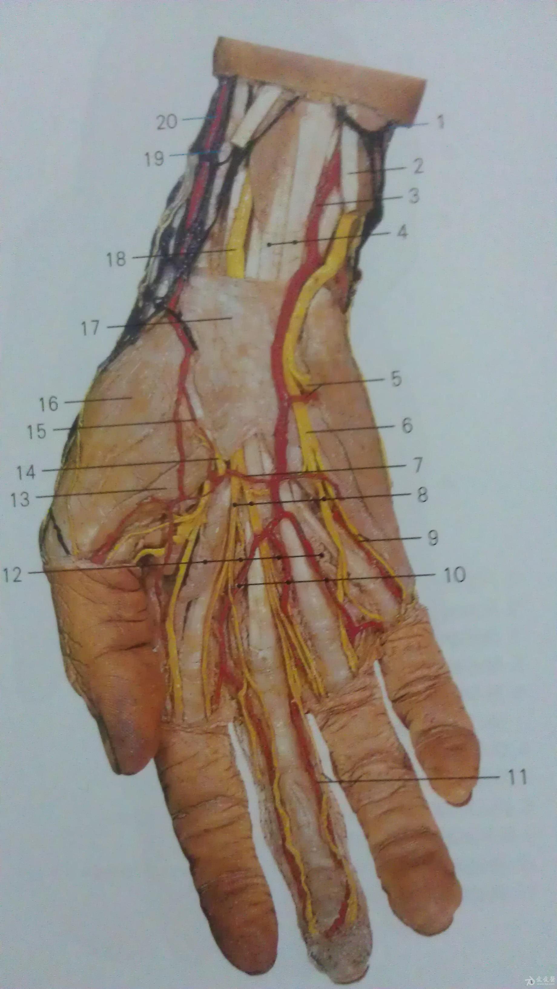 尺动脉和桡动脉的位置图片