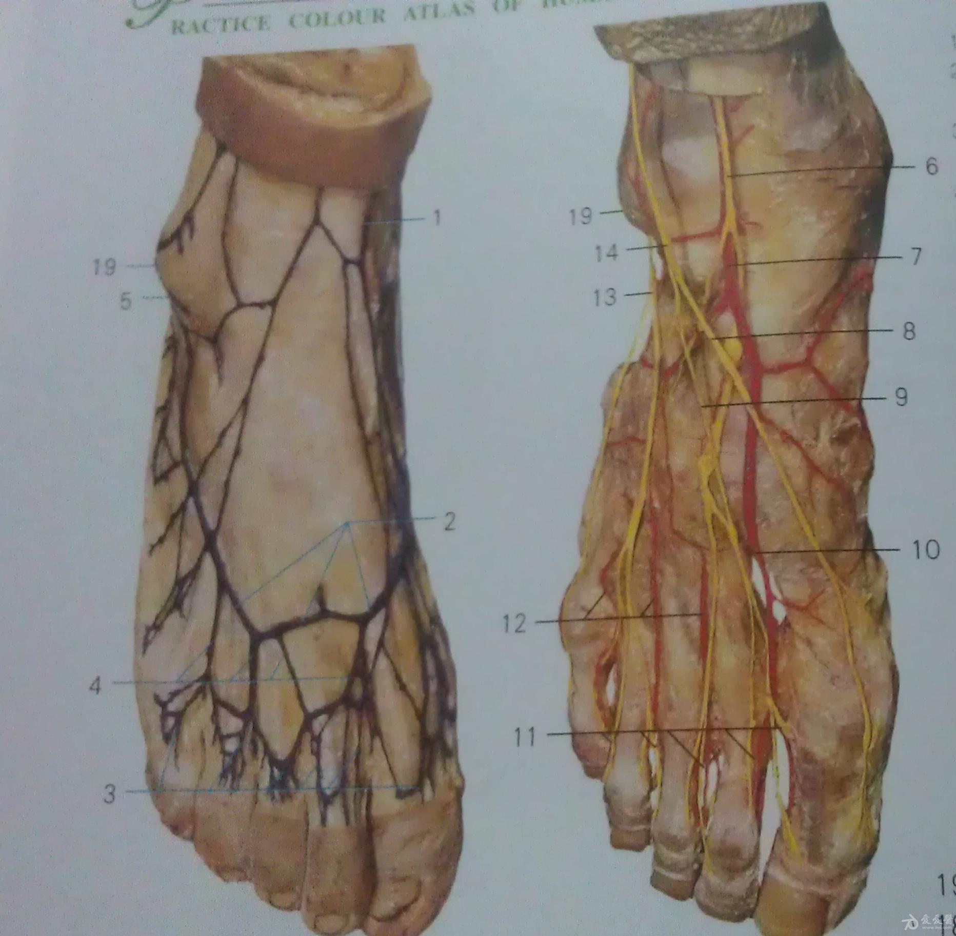 足背动脉解剖位置图片