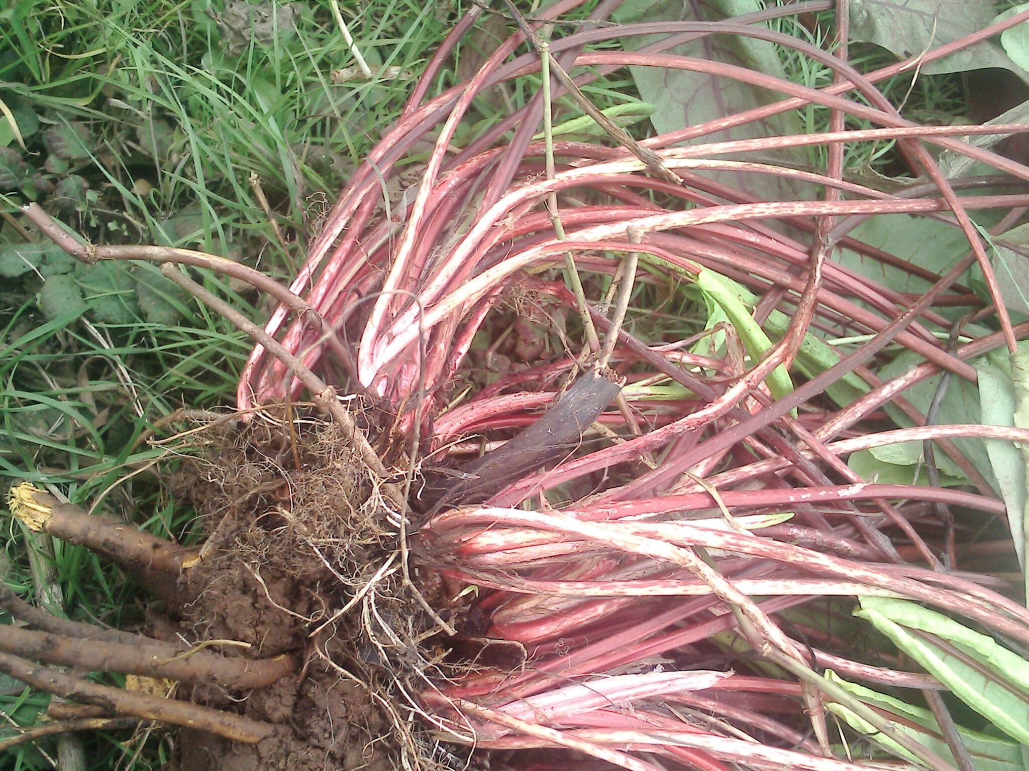 蓼科两种土大黄