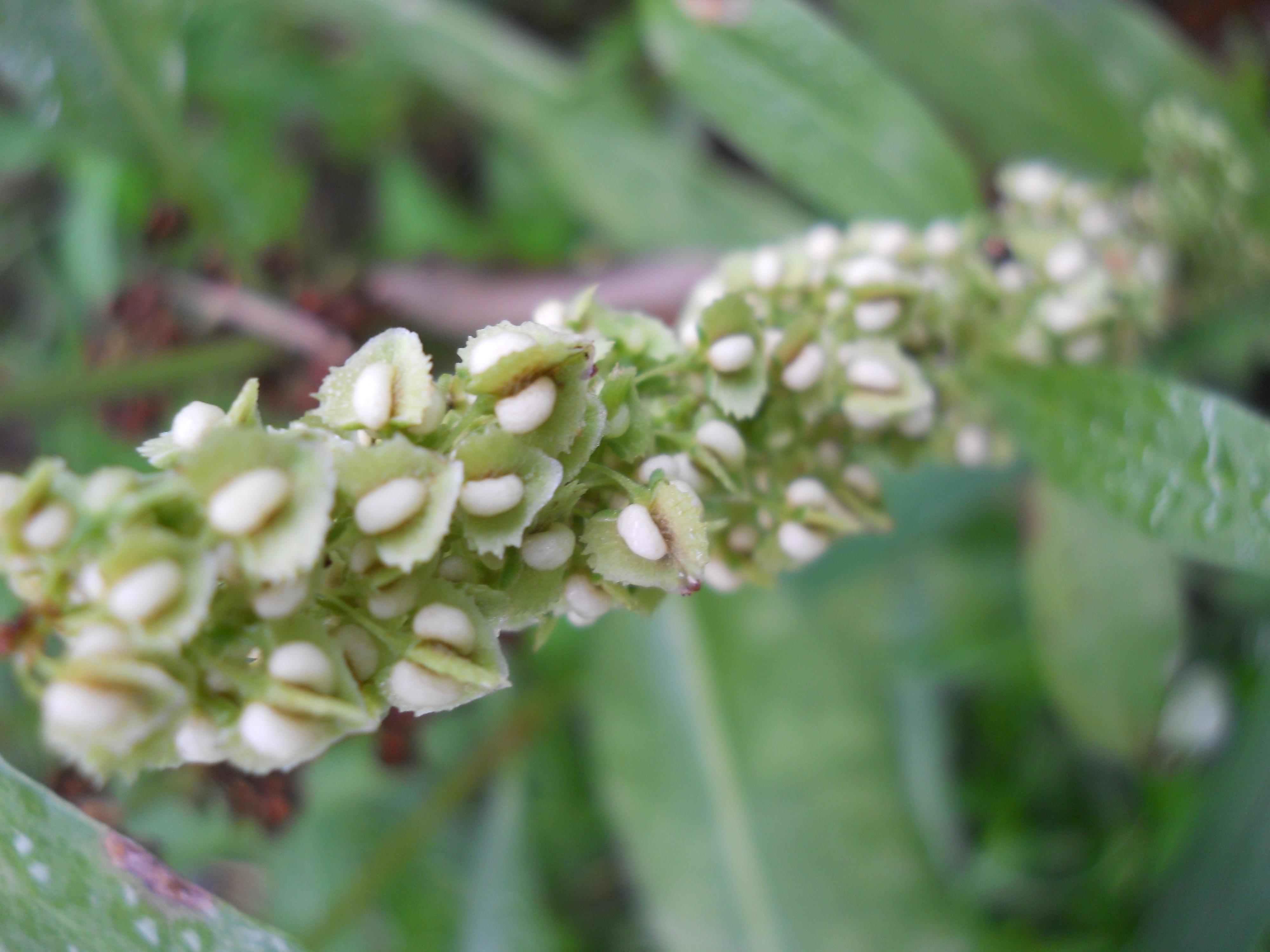 蓼科两种土大黄