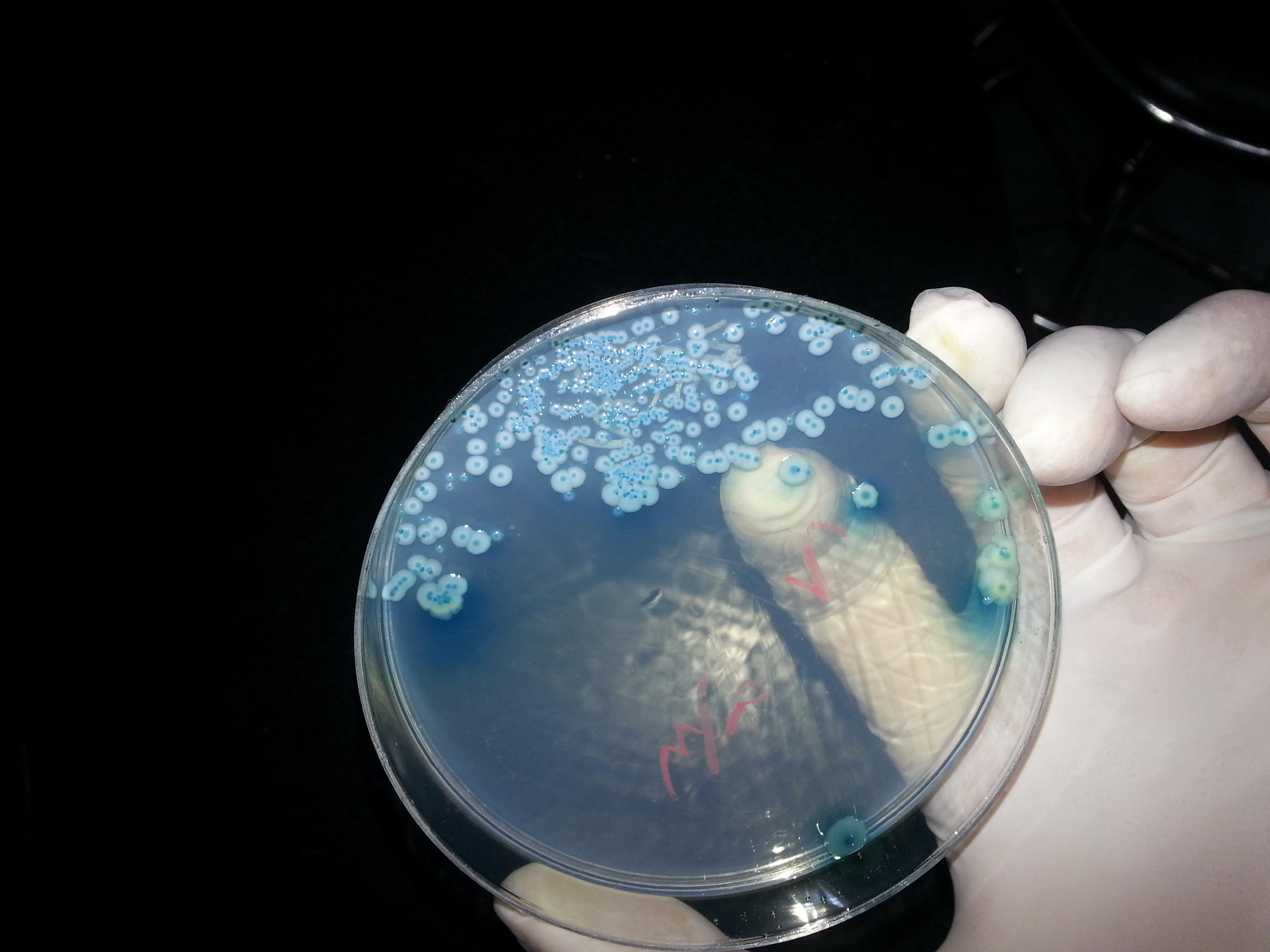 霍乱弧菌（Vibrio cholerae） – 思斐迩3D科学模型素材库