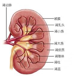 泌尿肾单位结构示意图