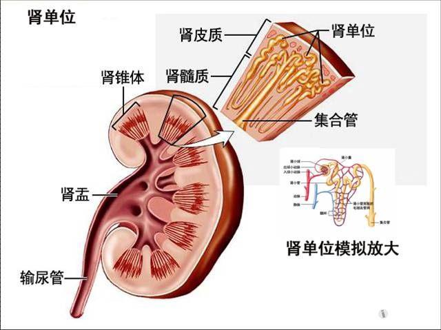 肾脏的结构图 肾单位图片