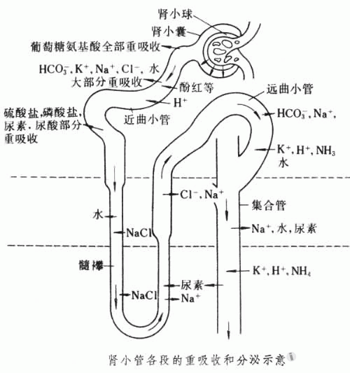 肾单位结构层次图片