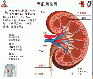 肾单位解剖图解图片