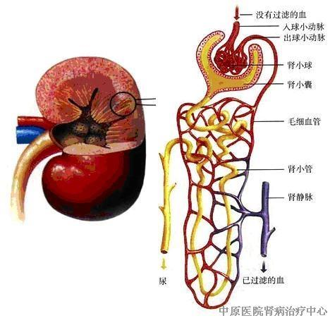 肾脏结构功能.bmp