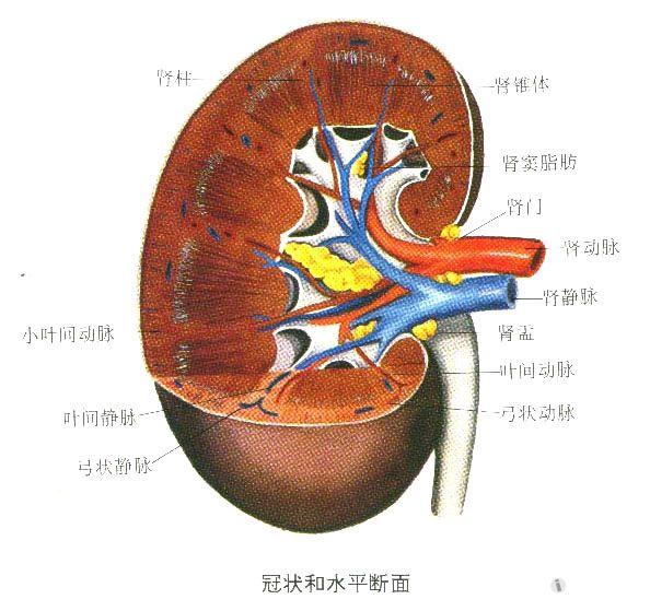 肾脏内部结构jpg
