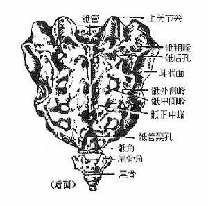 关于骶管裂孔定位