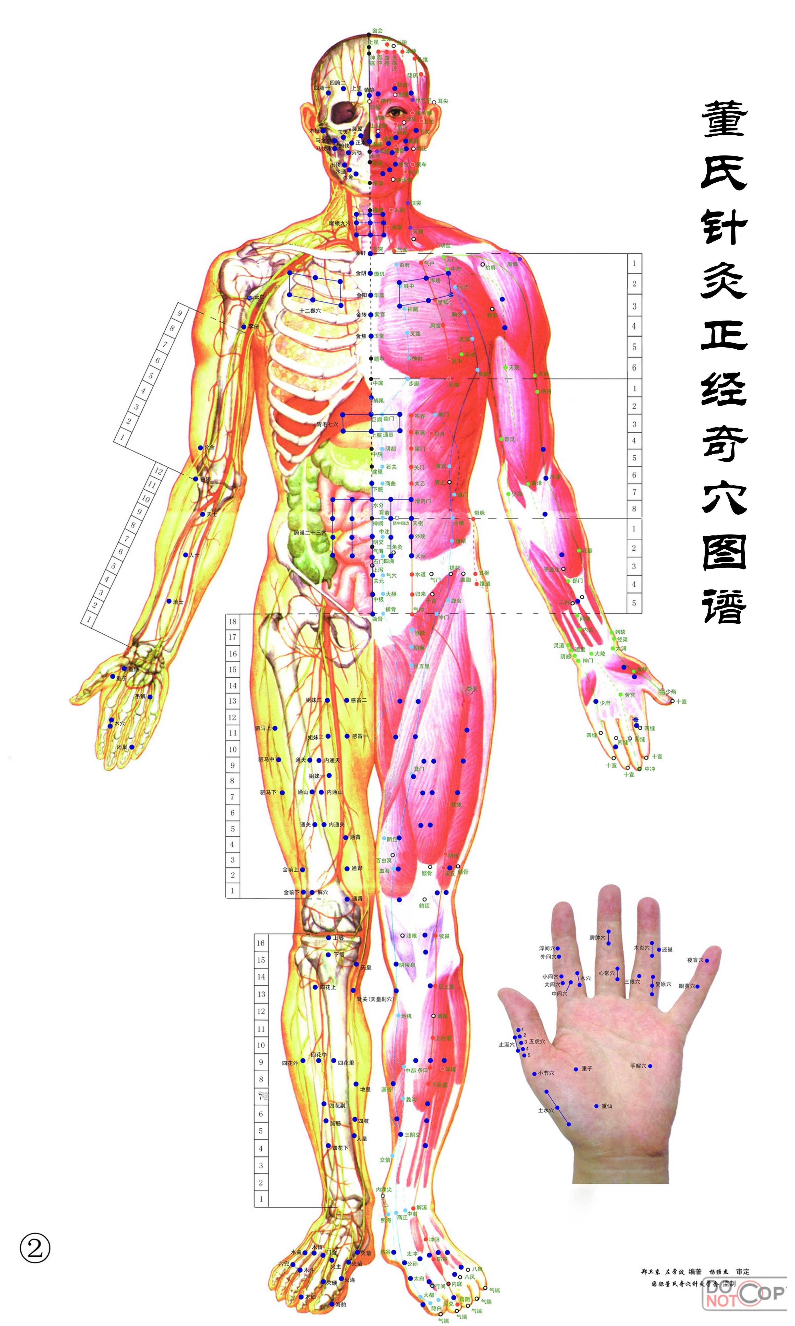 董氏针灸图谱