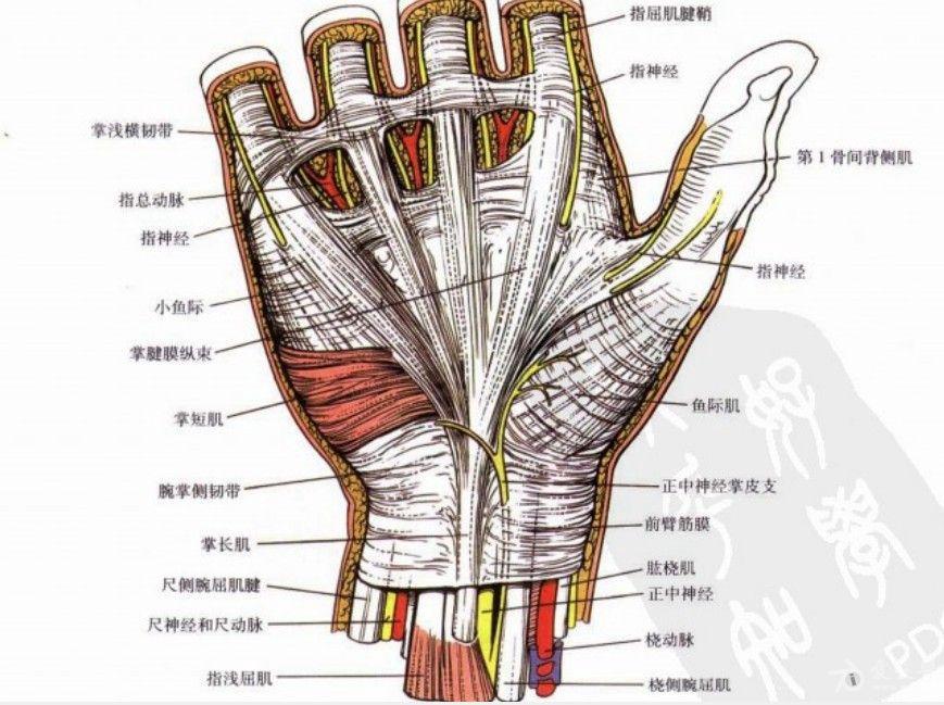 手腕结构图和名称图片