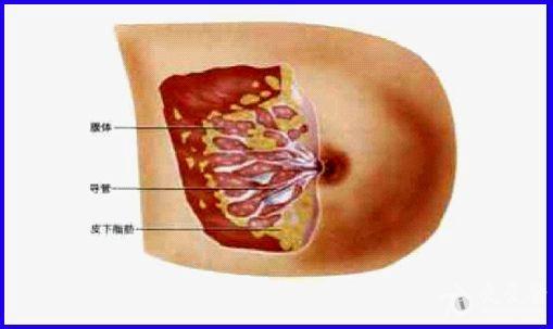关于乳腺增生超声诊断图谱