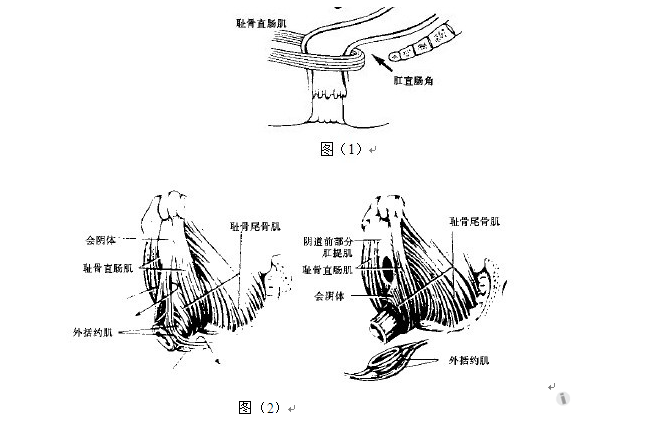 肛直肠环的构成图片