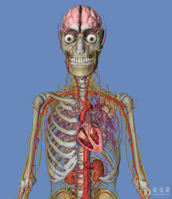人身血管立体图图片