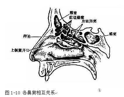 鼻窦开口位置口诀图片