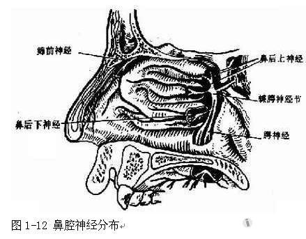 基礎知識複習——鼻及鼻竇的血管及神經