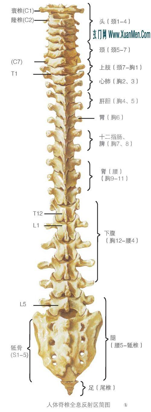 脊柱图解10人体脊椎全息反射区 jpg