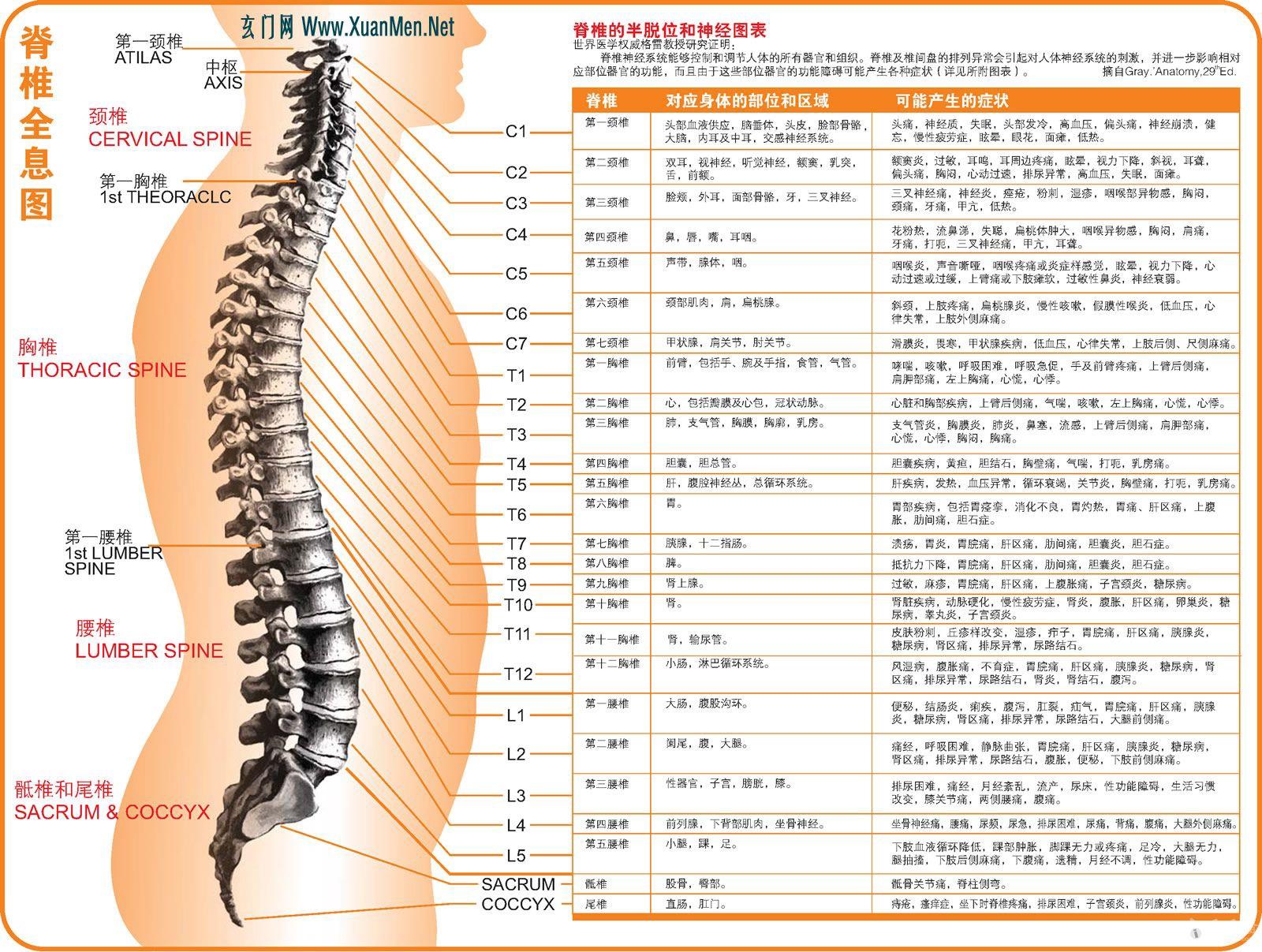 脊椎である腰椎の構造とは？！ 頸椎や胸椎についてもご紹介！ – 一寸先は痛み！理学療法士が作る痛みと原因の説明書！