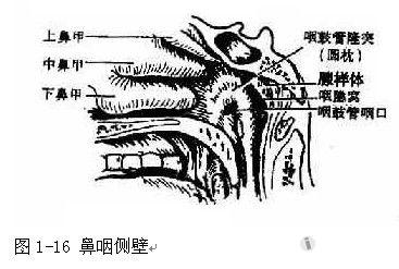 后鼻孔圆枕图片