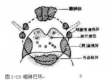 下咽环后区图片