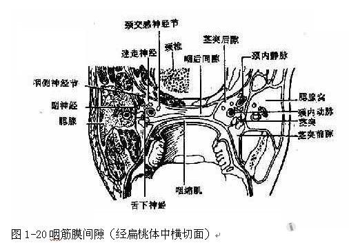 版 69 基础知识复习——咽筋膜间隙 位于椎前筋膜与颊咽筋膜之间,内