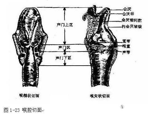 註冊x喉腔上起自喉入口(laryngeal inlet),下達環狀軟骨下緣並接氣管.