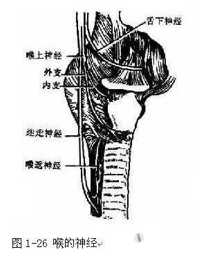 为内外两支,内支为感觉神经,在喉上动脉穿入甲状舌骨膜处后上方入喉