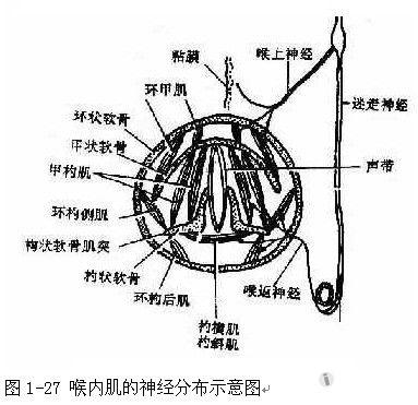 (二)喉返神经(recurrent laryngeal nerve)