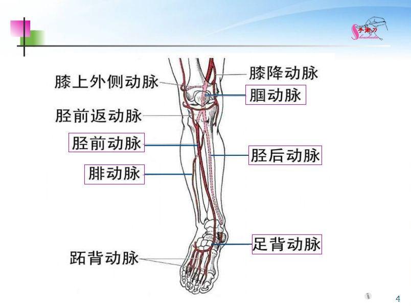 超声下肢血管解剖图谱图片