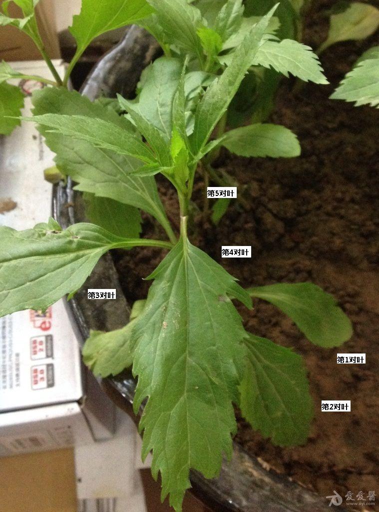 从商丘移栽回来的伤力草