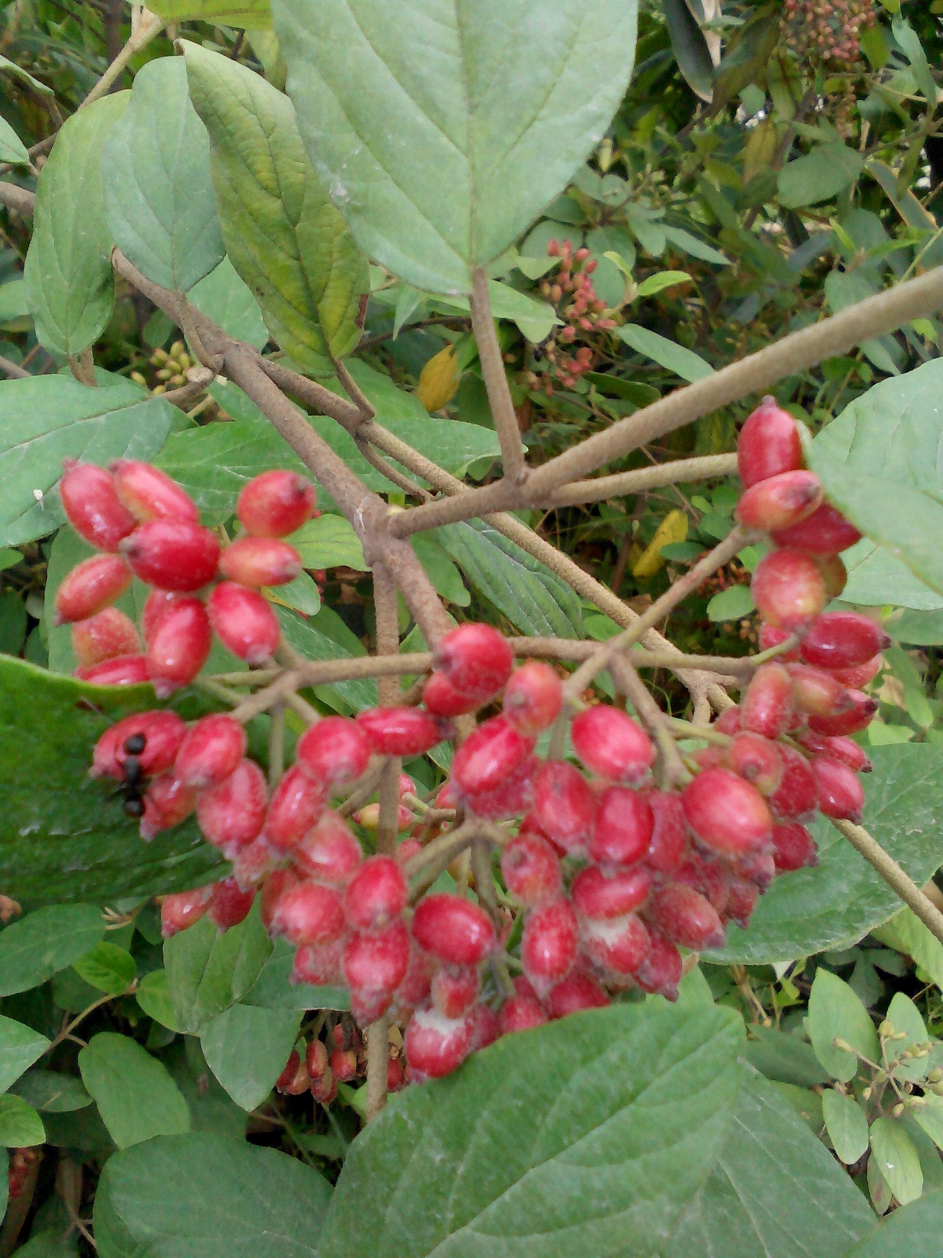 路边草药几人知