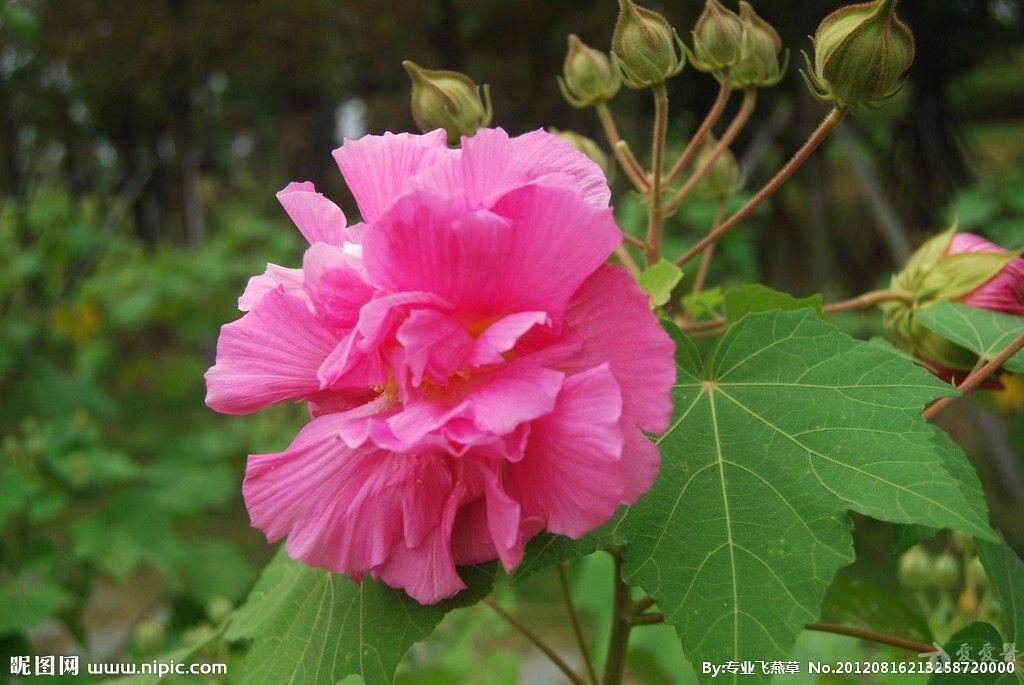 谁手里用着芙蓉叶这味中药呐?