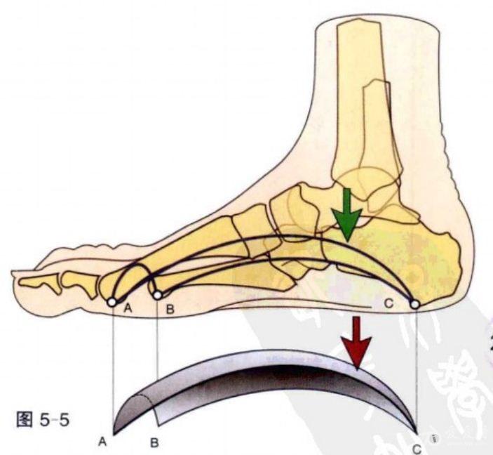 人体结构力学曲线稍微改变一下身体都有相应的反应