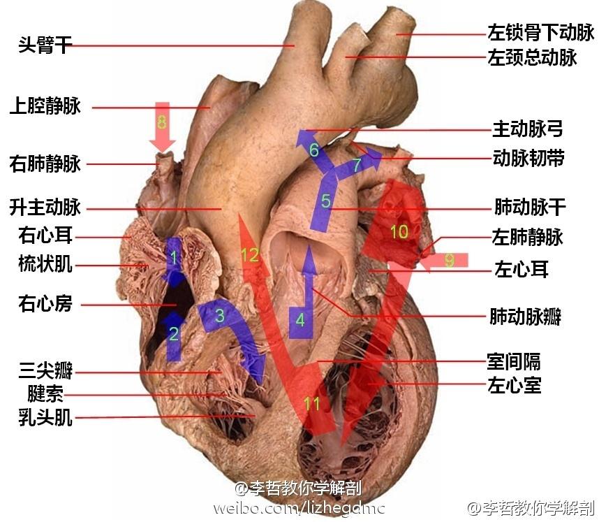 心血管内科讨论版 - 爱爱医医学论坛