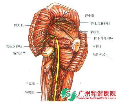 腰胯臀部解剖与经