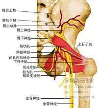 腰胯臀部解剖与经*